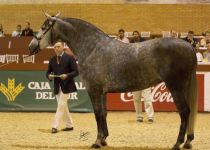 W RISUENA BD, DE BLANCA DOMECQ ZURITA, PLATA EN YEGUAS DE 4 A